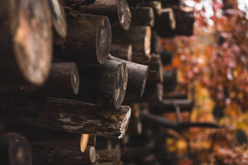 Dark pile of felled pine trees in the autumn forest