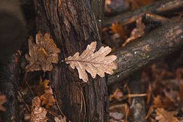 scattering of oak leaves on the trunk and roots of an oak