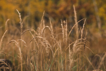 Fototapeta premium golden wheat field in autumn
