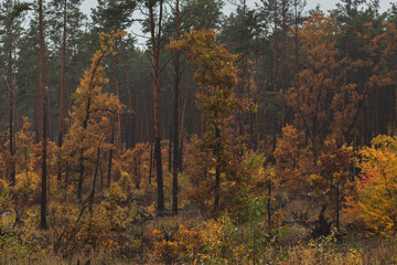 pretty yellow autumn trees in the pine forest