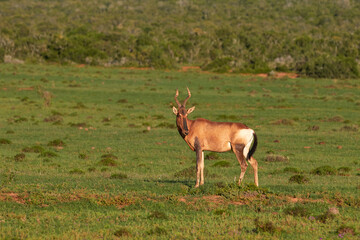 Red hartebeest in Addo National Park