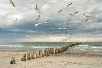 seagulls on the beach