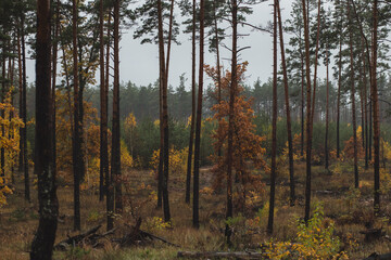 pretty yellow autumn trees in the pine forest