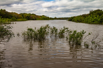 Margins of a river full of vegetation. Landscape without people. Subtropical river