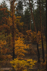 Fototapeta premium pretty yellow autumn trees in the pine forest