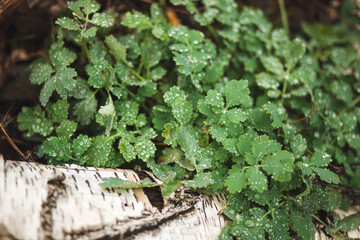 Obraz premium oakgreen leaves with dew drops on the background of the autumn forest