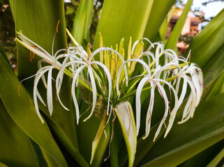 Obraz premium lily of the valley in the garden, lily at focus