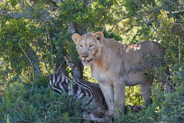Young male lion standing near a zebra carcass with his tongue out of his mouth