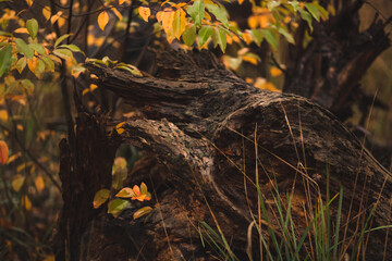autumn leaves in the woods