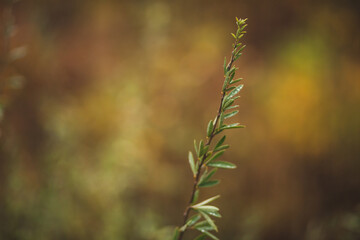 wheat field in the wind