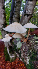 en el bosque, In the woods, flora, Otoño