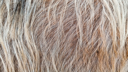 Texture of a goat hairs 
