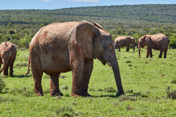 Fototapeta premium An African elephant in Addo National Park