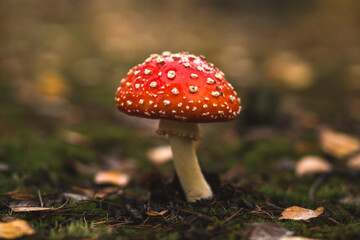 close up view of amanita in the autumn forest after rain - obrazy, fototapety, plakaty