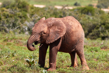 Fototapeta na wymiar Baby African elephant in Addo