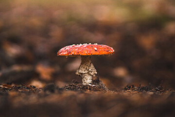 close up view of amanita in the autumn forest after rain