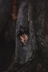 scattering of oak leaves on the trunk and roots of an oak