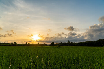 Obraz premium Rice field at sunset in the evening 