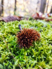 en el bosque, In the woods, flora, Oto&ntilde;o
