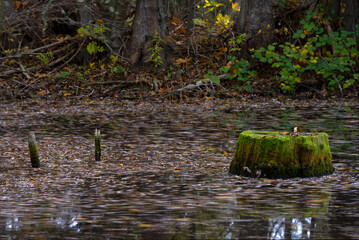Long exposure shot of tree stumps with moss in swamp water on the island of Gotland in Sweden