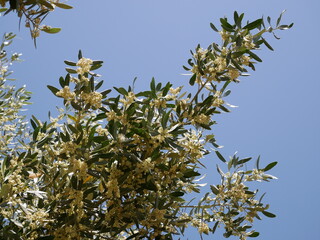 The small beige flowers of the olive tree bloomed on a sling summer day on the farm. Growing environmentally friendly products.