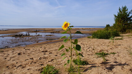 Sunflower grows on the river bank