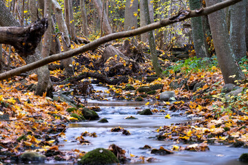 Obraz premium Autumn colored leafs next to an small stream in forest landscape