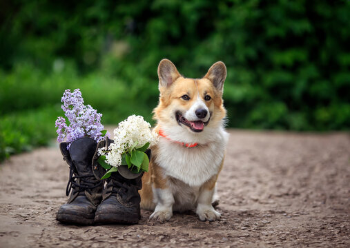 cute Corgi dog sitting next to a bouquet of white and lilac flowers in dirty soldier boots in the spring garden