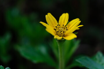 yellow flower