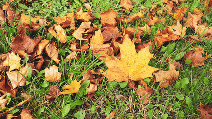 Autumn background forest grass -  falling leaves  - red, yellow and brown lying on the grass. Season beauty