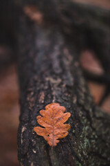 scattering of oak leaves on the trunk and roots of an oak