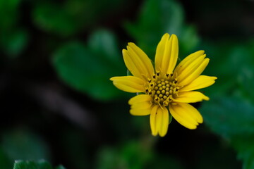 yellow flower in the garden