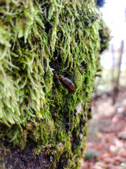 en el bosque, In the woods, flora, Otoño