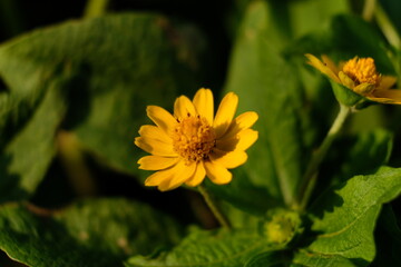 yellow flower in the garden
