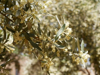 The small beige flowers of the olive tree bloomed on a sling summer day on the farm. Growing...