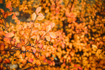 autumn leaves background