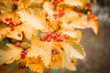 Portrait of a young pretty funny smiling girl in cold weather dressed in warm clothes and a hat. young happy woman having fun