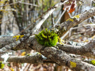 en el bosque, In the woods, flora, Otoño