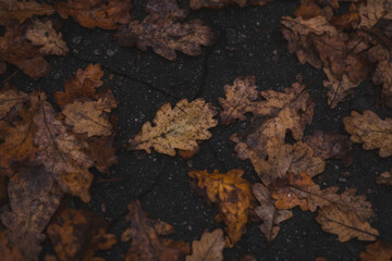 scattering of oak leaves on the asphalt