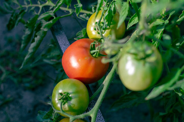 Tomatoes growing in the garden. Group of tomatoes on the plantation