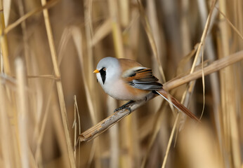 Males and females of The bearded reedling (Panurus biarmicus) are solitary and in groups perch on reed stalks in the soft morning light. Close-up and detailed photos from an unusual angle