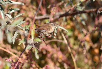 Unusual foggy photos of the Eurasian wren (Troglodytes troglodytes) close-up and detailed plumage pattern