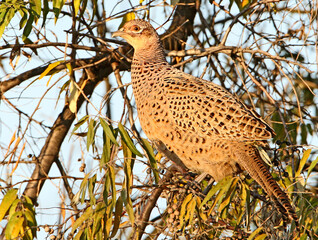 A common pheasant female (Phasianus colchicus) was photographed on a tree in the soft morning sun. Unusual behavior for this species