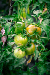 Green tomatoes in the garden. Growing tomatoes. Tomato plants in greenhouse