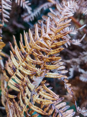 en el bosque, In the woods, flora
