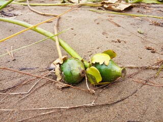 Water lilies are ripe, sandy beach