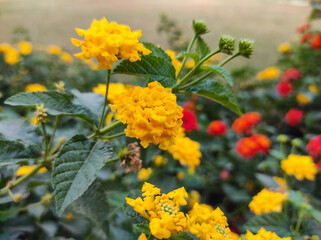 yellow flowers in the garden