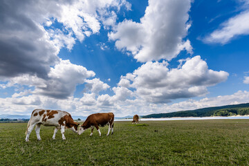 Lago Cecita, Parco naturale della Sila, Calabria, Italia