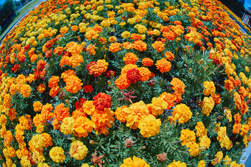 Fototapeta na wymiar Beautiful round flower bed with marigolds, fisheye lens photography