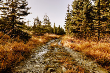 Path in autumn forest. Hiking trail, creative outdoor background.
